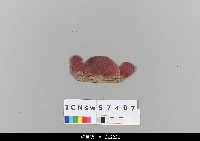藏品(中國湖北皮影戲頭盔-方匙)的圖片